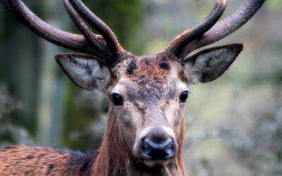 Nu skal du holde øje med hjortene